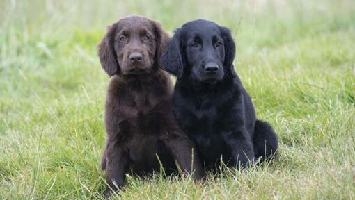 Flat coated retriever breeders near me outlet